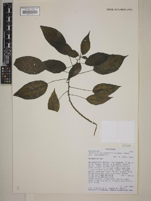 Pouzolzia occidentalis (Liebm.) Wedd. - BM001172293