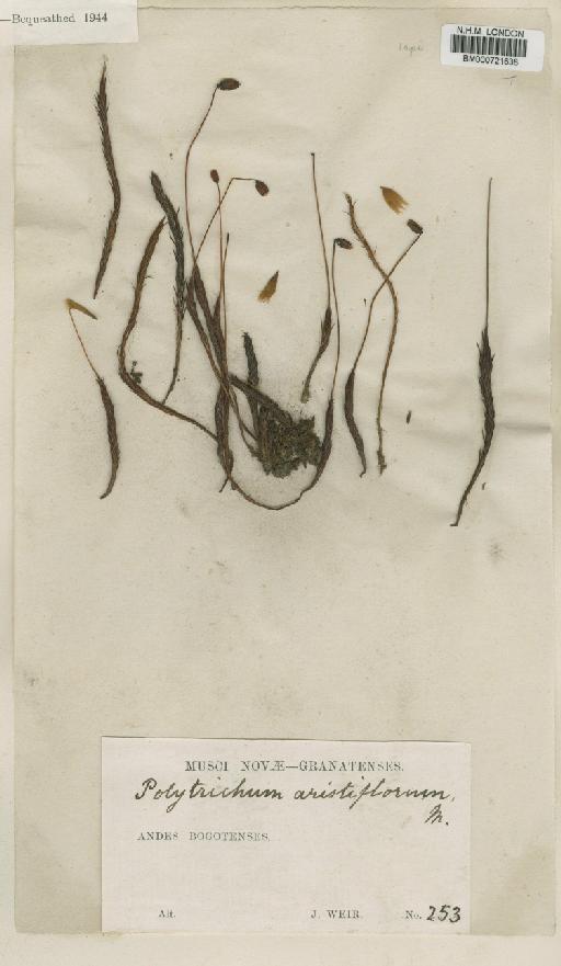 Polytrichum juniperinum Hedw. - BM000721638