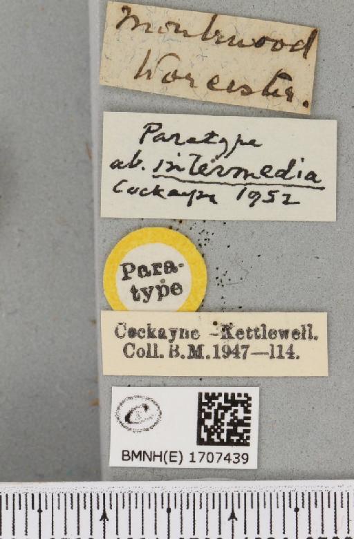 Boudinotiana notha ab. intermedia Cockayne, 1952 - BMNHE_1707439_label_277898