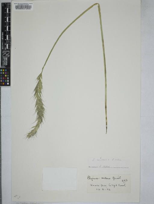 Elymus macrolepis (Drobow) Tzvelev × E. nutans Griseb. - 000064544