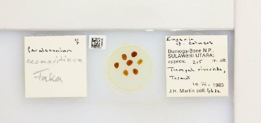 Paralecanium neomaritimum Takahashi, 1950 - 013531824_117394_1100859_161184_NonType