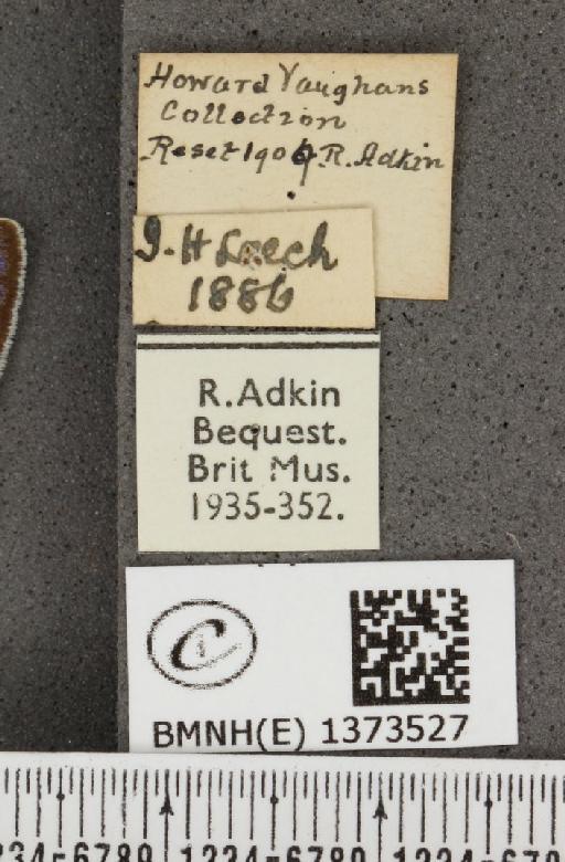 Cyaniris semiargus semiargus (Rottemburg, 1775) - BMNHE_1373527_label_167539