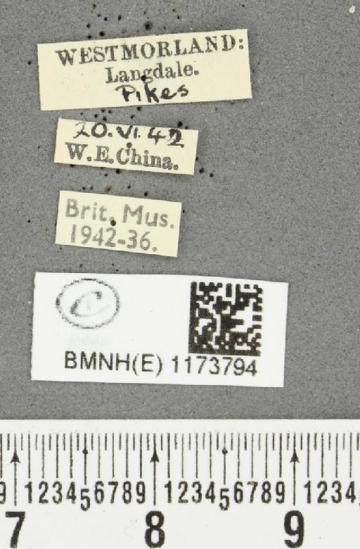 Erebia epiphron mnemon (Haworth, 1812) - BMNHE_1173794_label_29689