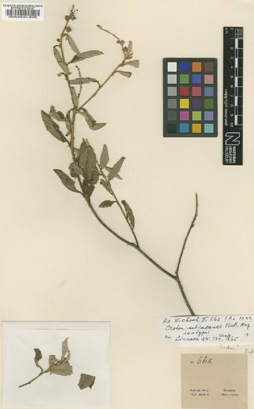 Croton subincanus Müll.Arg. - BM000560063