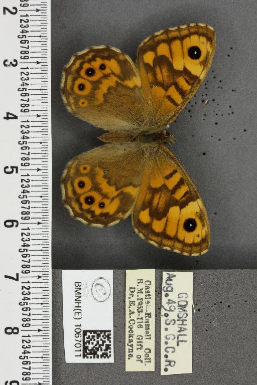 Lasiommata megera ab. mediolugens Fuchs, 1892 - BMNHE_1067011_30067