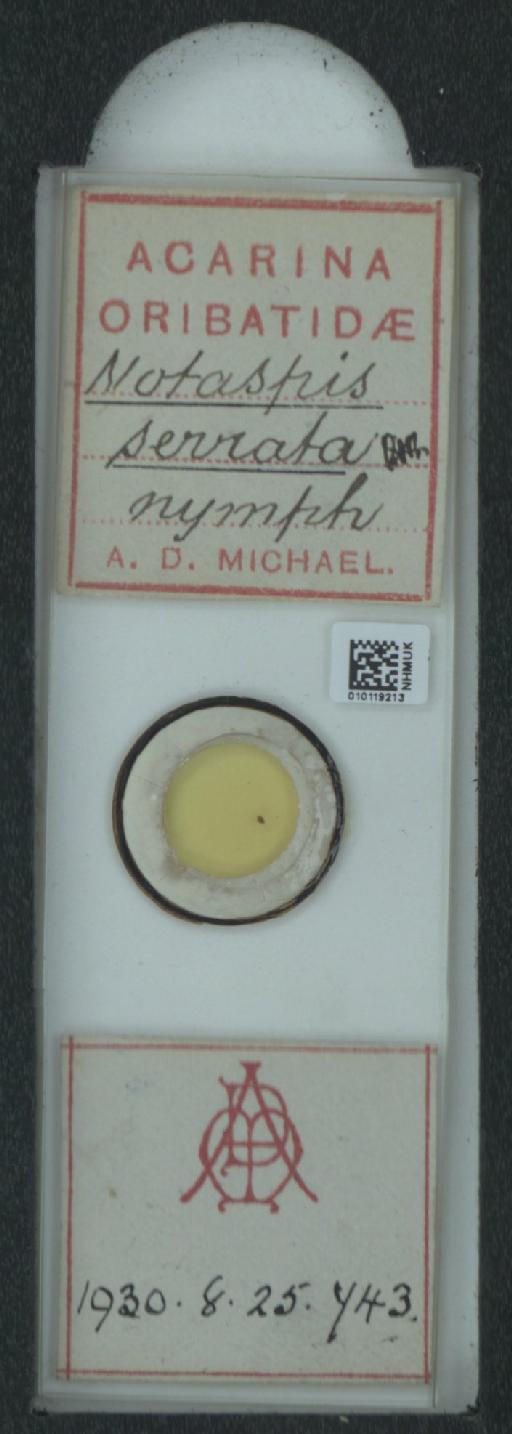 Notaspis serrata A.D. Michael, 1885 - 010119213_128162_1585150
