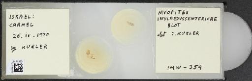 Myopites inulaedyssentericae Blot, 1827 - BMNHE_1444953_59867