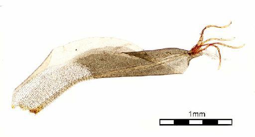 Mitthyridium constrictum (Sullivant) H.Rob. - Syrrhopodon constrictus var.tahiticus_BM000662377wholeleaf2.