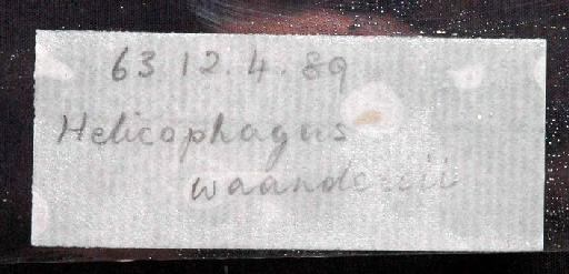 Helicophagus waandersii Bleeker, 1858 - 1863.12.4.89; Helicophagus waandersii; image of jar label; ACSI project image