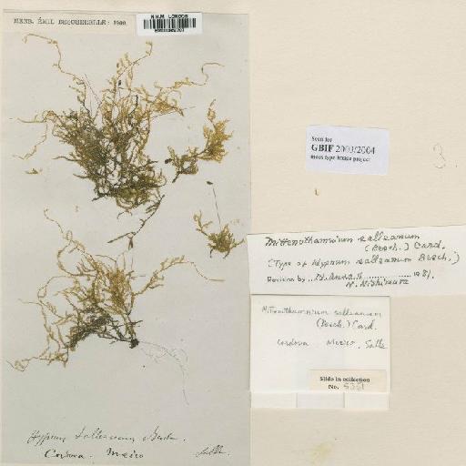 Mittenothamnium salleanum (Besch.) Cardot - BM000850707