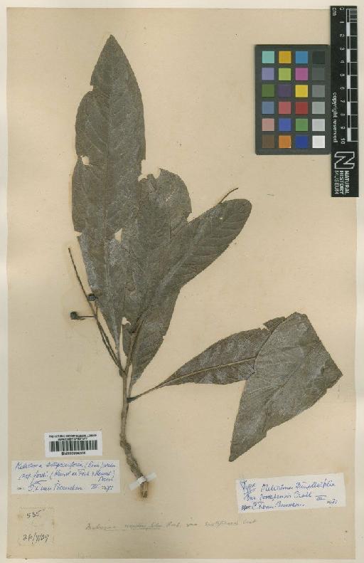 Meliosma simplicifolia (Roxb.) Walp. - BM000884338