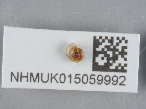 Aegopinella pura (Alder, 1830) - 015059992_1