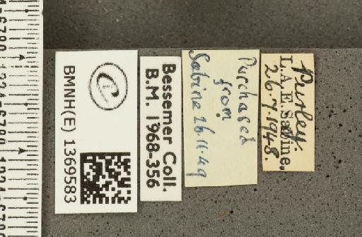 Aricia agestis ab. impunctata Oberthür, 1910 - BMNHE_1369583_label_177497