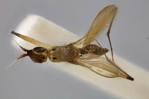 Coenurgia remipes Walker & Walker, 1861 - 010579866 Coenurgia remipes syntype 1 habitus dorsal