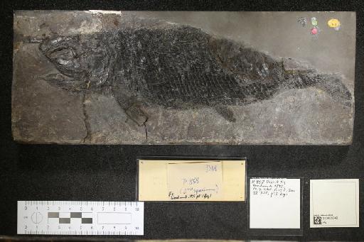 Ptycholepis bollensis Agassiz, 1832 - 010039343_L010041303_(1)