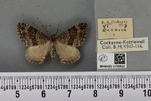 Entephria caesiata caesiata ab. nigricans Prout, 1908 - BMNHE_1735916_319206