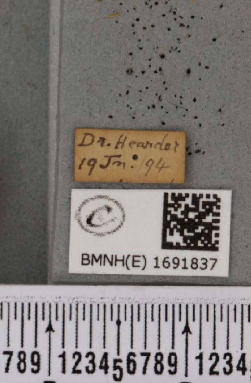 Meganola albula (Denis & Schiffermüller, 1775) - BMNHE_1691837_label_291357