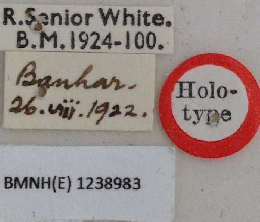 Sepsis inglisi Senior-White, 1924 - Sepsis_inglisi-BMNHE1238983-holotype_male-labels