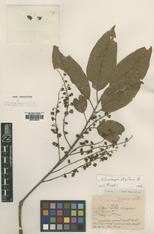 Elaeocarpus stipularis Blume - BM000795201