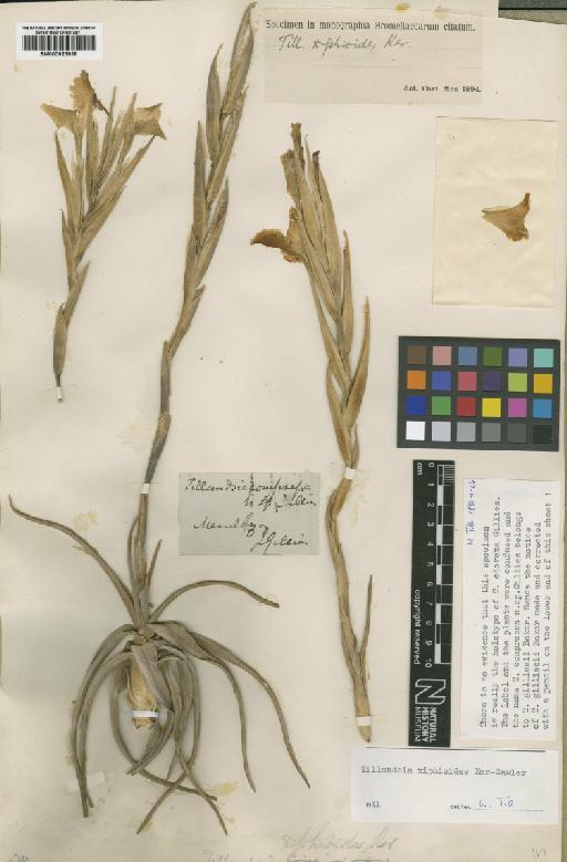 Tillandsia xiphioides subsp. xiphioides Ker Gawl. - BM000923938