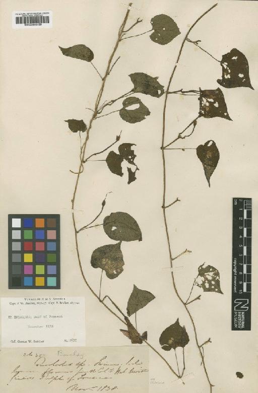 Ipomoea pedicellaris Benth. - BM000953189