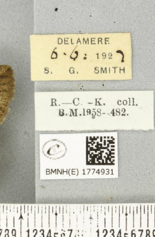 Thera obeliscata ab. medionigricans Reutti, 1898 - BMNHE_1774931_label_338604