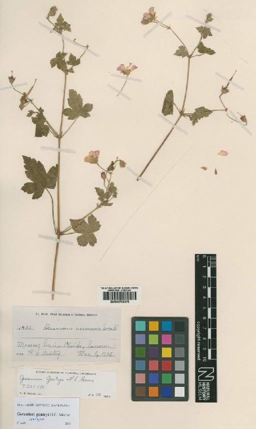 Geranium gentryi Moore - BM000796075