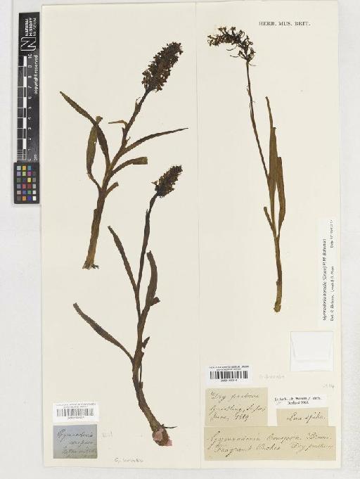 Gymnadenia borealis (Druce) R.M.Bateman, Pridgeon & M.W.Chase - BM001138834