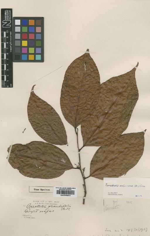 Perrotetia alpestris var. moluccana (Blume) Hou - BM000838819