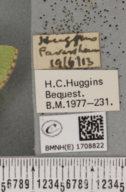 Comibaena bajularia (Denis & Schiffermüller, 1775) - BMNHE_1708822_label_280260