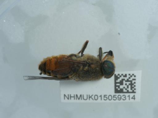 Hybomitra ciureai (Seguy, 1937) - 015059314_2