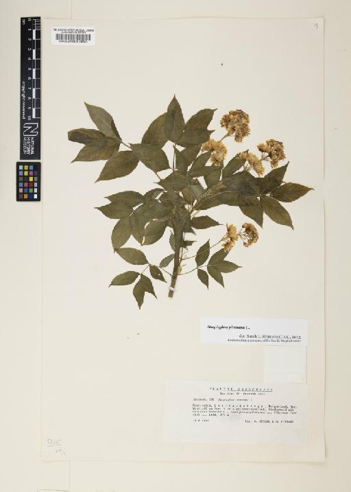 Staphylea pinnata L. - 000521063