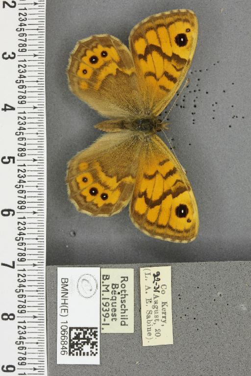 Lasiommata megera ab. apiciocellata Tutt, 1910 - BMNHE_1066846_28577