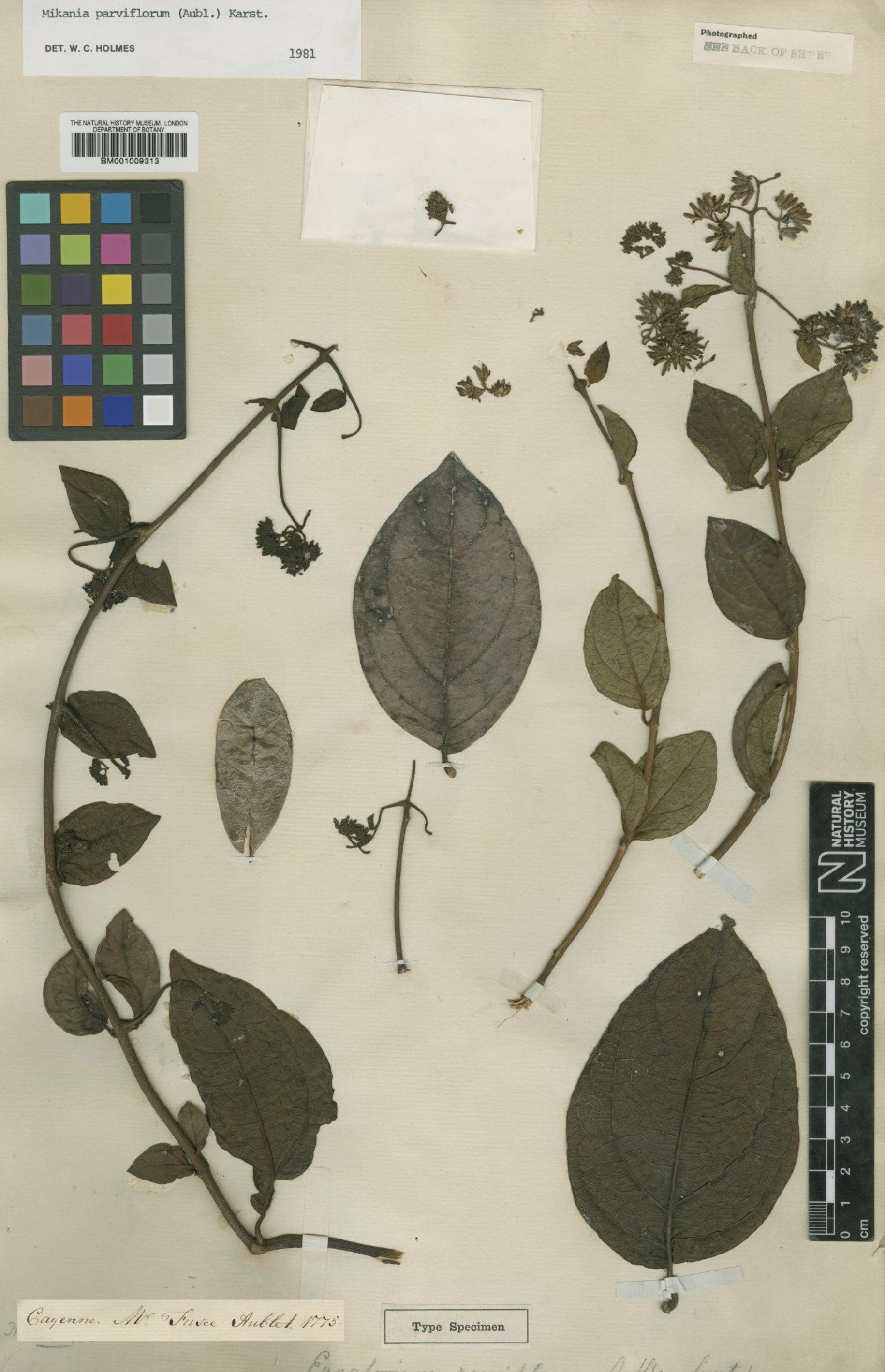 To NHMUK collection (Mikania parviflora (Aubl.) H.Karst.; Type; NHMUK:ecatalogue:571152)