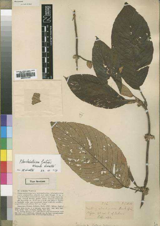 Pseudosabicea batesii Wernham - BM000902999
