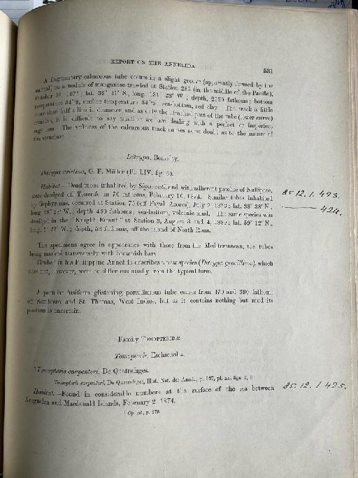 Dasychone wyvillei McIntosh, 1885 - Challenger Polychaete Scans of Book 333
