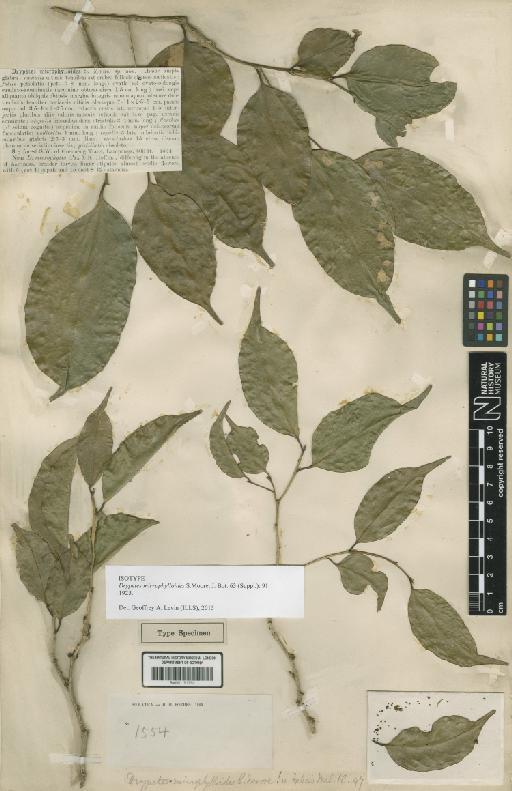 Drypetes microphylloides S.Moore - BM001191752