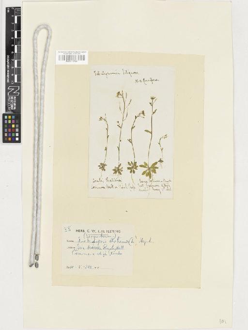Arabidopsis thaliana (L.) Heynh. - BM001117685