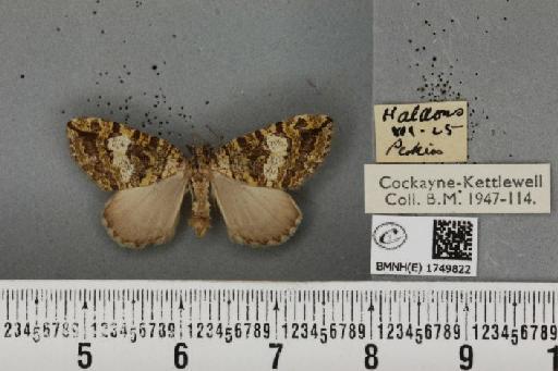 Hydriomena furcata ab. tricolorata Schrank, 1802 - BMNHE_1749822_327509