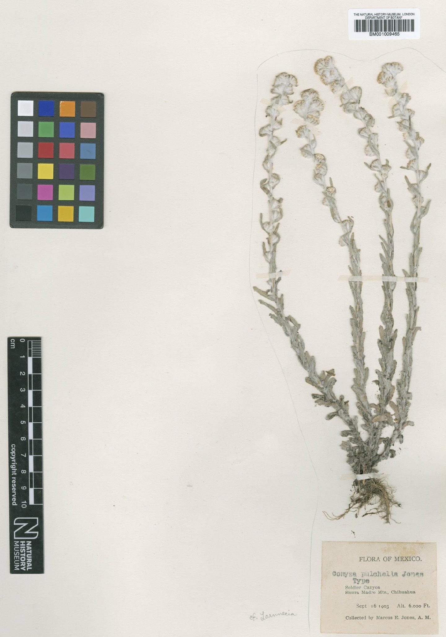 To NHMUK collection (Conyza pulchella Kunth; Type; NHMUK:ecatalogue:610908)