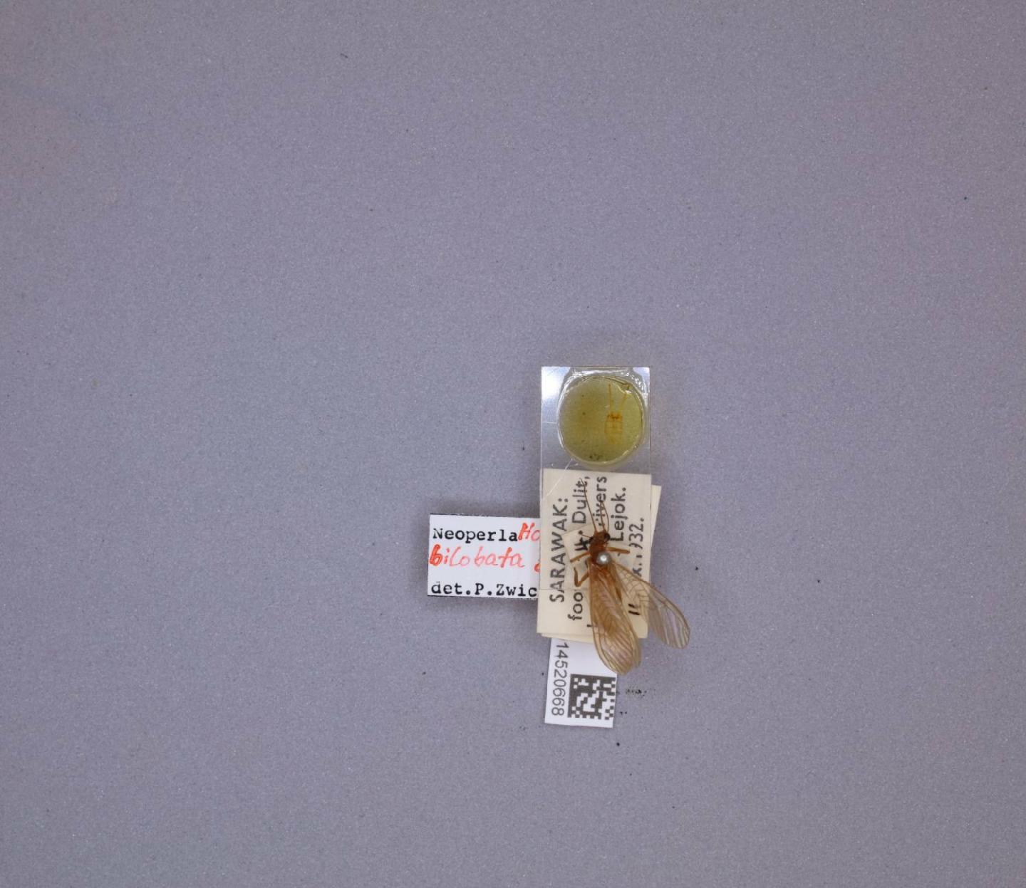 Neoperla bilobata