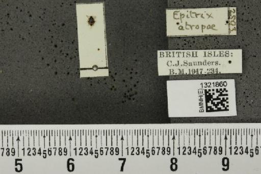Epitrix atropae Foudras, 1861 - BMNHE_1321860_a_11738