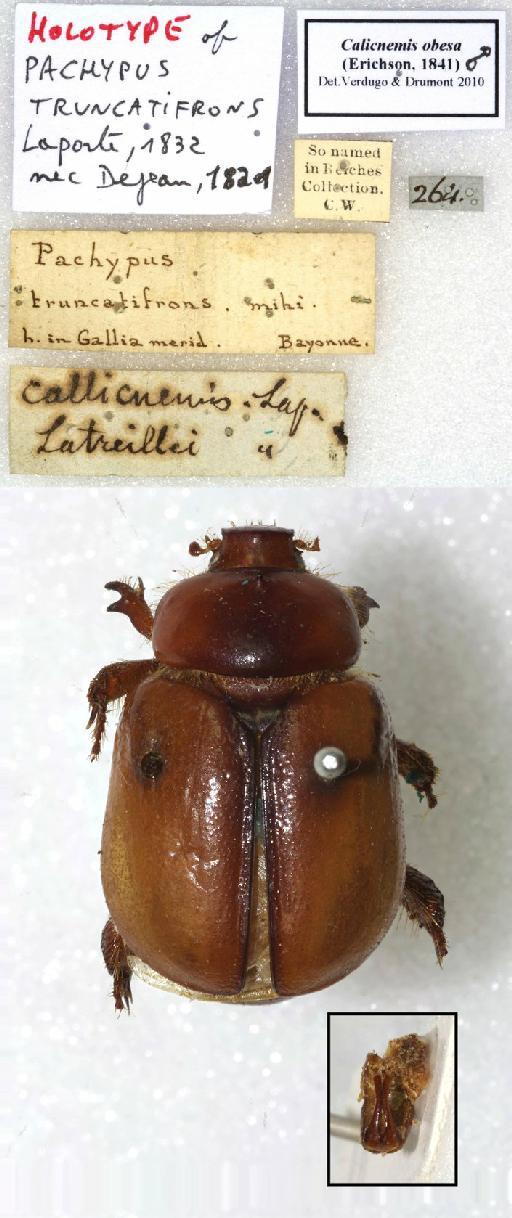 Calicnemis latreillii Laporte, 1832 - Pachypus truncatifrons