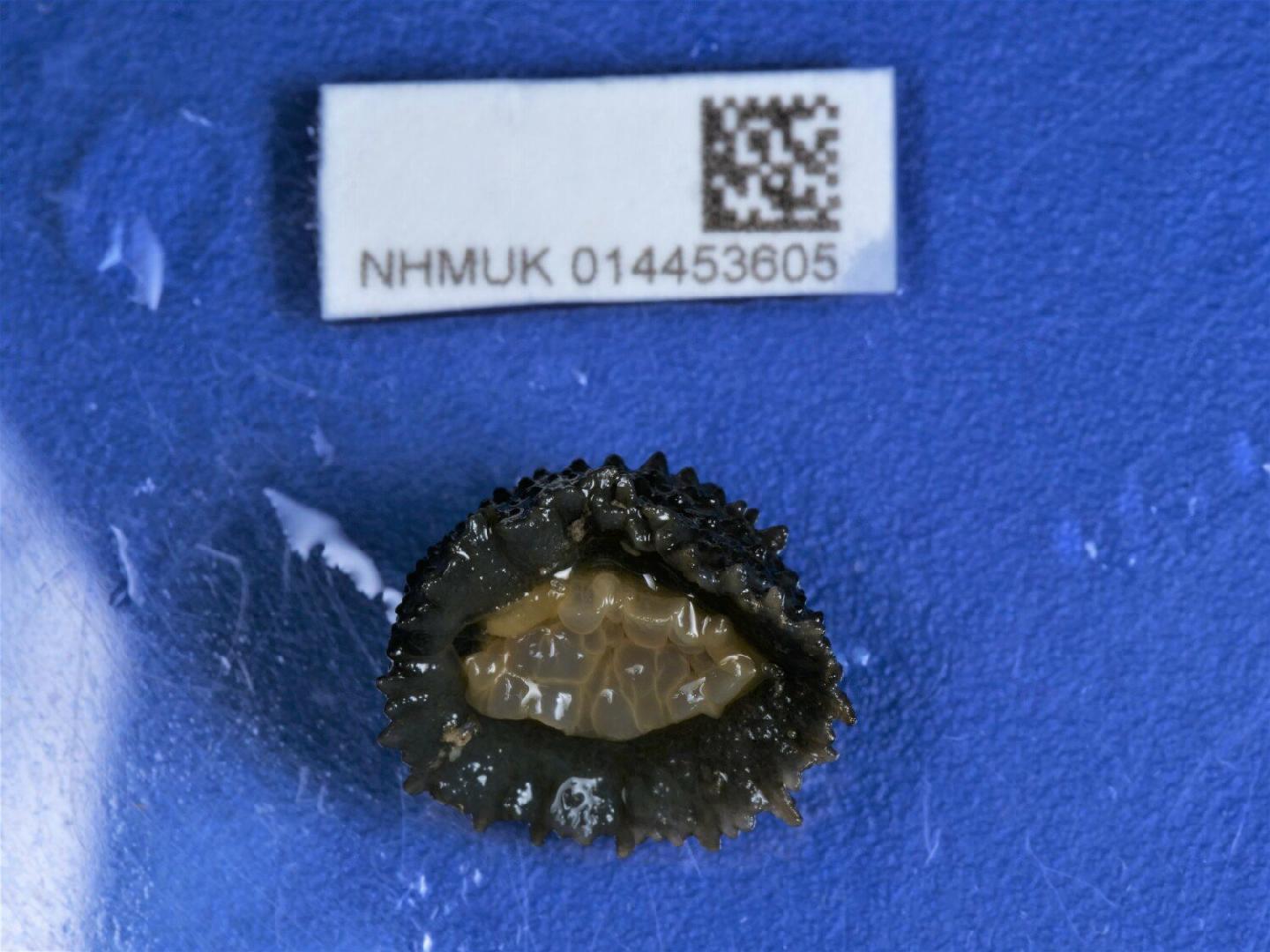 Onchidella celtica thumbnail