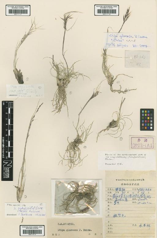 Stipa minuscula F.M.Vázquez - BM001191177