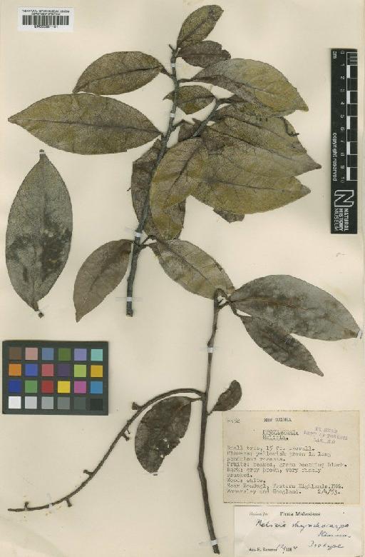 Helicia rhynchocarpa Sleumer - BM000951151