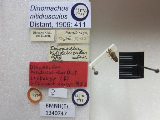 Dinomachus nitidiusculus Distant, 1906 - Dinomachus nitidiusculus-BMNH(E)1340747-Lectotype female_Labels