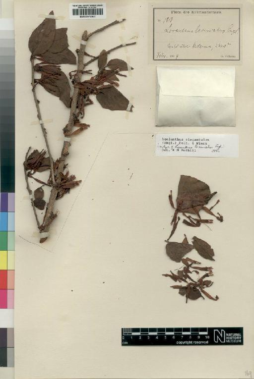 Agelanthus elegantulus (Engl.) Polhill & Wiens - BM000910907