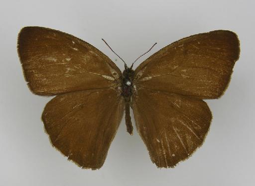Euptychia boliviana Godman, 1905 - BMNH(E)_1266961_Forsterinaria_(Euptychia)_boliviana_Godman_T_male_(2)
