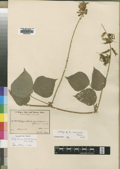 Rhynchosia luteola (Hiern) K.Schum. - BM000842602